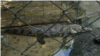 Zoológico en crisis