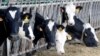 中国暗示将对欧盟乳制品及猪肉进行反补贴及反倾销调查