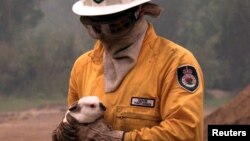 FILE - A fireman holds a wild rabbit he rescued from a bushfire burning in the southern Sydney suburb of Menai, Dec. 3, 1997.