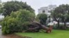 Sebuah pohon tumbang akibat angin kencang yang dipicu oleh Topan Khanun di kota Naha, prefektur Okinawa, 2 Agustus 2023. (JIJI Press / AFP)