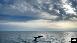 United Nations High Seas Treaty