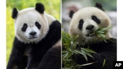FILE - In this combo image, two-year-old male giant panda Bao Li in his habitat at Shenshuping Base in Wolong, China, May 16, 2024, left, and two-year-old female giant panda Qing Bao in her habitat at Dujiangyan Base in Sichuan, China, May 17, 2024. 