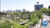 Kebun komunitas di Seattle. (VOA/videograb)