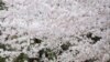 Sejumlah orang tampak mengenakan masker ketika berjalan di bawah pohon sakura yang bermekaran di Kuil Zojoji yang terletak di Tokyo, Jepang, pada 29 Maret 2022. (Foto: AP/Koji Sasahara)
