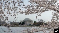 Memorial Thomas Jeffersn terlihat di balik pohon sakura yang mulai bermekaran di area Tidal basin, Washington, pada 22 Maret 2022. (Foto: AP/Gemunu Amarasinghe)