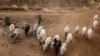 FILE - Pastoralists graze their cattle near some farms in the outskirts of Sokoto, Sokoto state, Nigeria, April 22, 2019. Reports suggest conflict between Fulani herders and Hausa farmers plays a role in the recent surge in violence in northwest Nigeria.