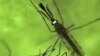 Scientists use mosquito nets to control malaria