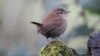 Wrens are on the rise in northern Europe, but declining in some southern countries as it gets warmer. (Credit: Dr. Stephen Willis, Durham University)
