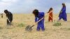 FILE - Afghan children collect grass, twigs and other vegetation for fire in a field on the outskirt of Herat province, May 18, 2019.