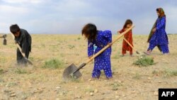 FILE - Afghan children collect grass, twigs and other vegetation for fire in a field on the outskirt of Herat province, May 18, 2019.