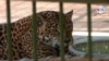 Muy pocas personas visitan en estos días el Zoológico Nacional de Nicaragua, en Managua, debido a la pandemia de COVID-19. [Foto: Donaldo Hernández/VOA]