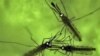 FILE - Adult mosquitos.