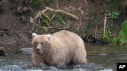 FILE - In this photo provided by the National Park Service is Grazer, the winner of the 2023 Fat Bear Contest, at Katmai National Park, Alaska on Sept. 14, 2023. Grazer won the contest again Tuesday.