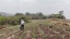El presidente Daniel Ortega afirma que que la producción agrícola no se ha detenido en Nicaragua pese a la emergencia por el coronavirus.