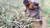 Ce jeune camerounais, 17 ans, sans formation, manipule les pesticides dans son champ d'ananas, exposant les consommateurs aux problèmes de santé, 11 mai 2017. (VOA/Emmanuel jules Ntap)
