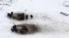 Livestock huddle as they feed in an open field covered in ice, Dec. 7, 2013, near Corinth, Texas.