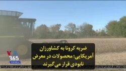 ضربه کرونا به کشاورزان آمریکایی؛ محصولات در معرض نابودی قرار می‌گیرند