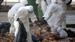 VOA Asia - A virus outbreak in China spreads