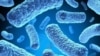 FILE - Multidrug-resistant tuberculosis bacteria. (Credit: U.S. Centers for Disease Control and Prevention)