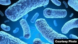 FILE - Multidrug-resistant tuberculosis bacteria. (Credit: U.S. Centers for Disease Control and Prevention)