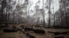 Burnt tree logs are seen near Batemans Bay, Australia, Jan. 8, 2020. 