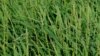 O. glaberrima rice. (International Rice Research Institute)