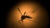 An Aedes aegypti mosquito is photographed through a microscope at the Fiocruz institute in Recife, Pernambuco state, Brazil, Jan. 27, 2016. The mosquito is a vector for the proliferation of Zika virus currently spreading throughout Latin America.