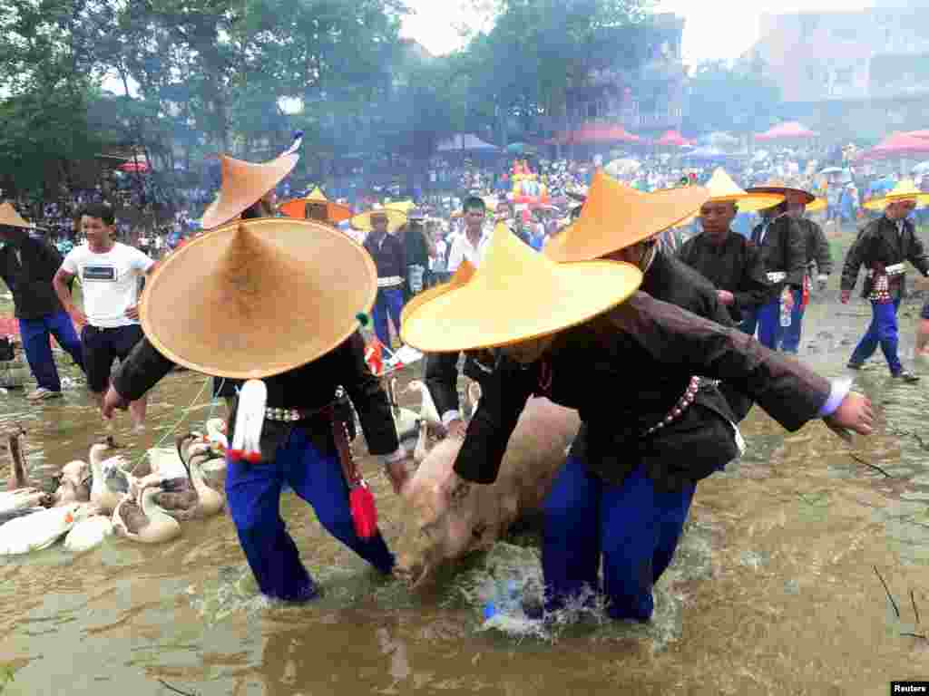 អ្នកភូមិបានដឹកជ្រូកមួយឡើងលើទូកនាគក្នុងទិវា Dragon Canoe ដែលជាទិវាមួយដ៏សំខាន់ដើម្បីអបអរជនជាតិភាគតិច Miao ក្នុងខេត្ត Guizhou ប្រទេសចិន។