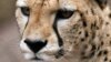 A cheetah cub rests inside its cage at the Kenya Wildlife Service (KWS) headquarters in Nairobi, November 2, 2009. 