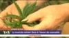 Le marché minier face a l'essor du cannabis