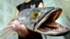 Snakehead fish is known as a voracious predator and a potential danger to the environment in the U.S., FILE July 27, 2002. 