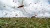 Swarms of desert locusts fly up into the air from crops in Katitika village, Kitui county, Kenya, Jan. 24, 2020.
