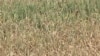 US Drought Could Have Significant Impact in Developing Countries