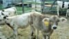 US health officials say there is unequivocal evidence of a link between overuse of antibiotics in healthy livestock and drug-resistant disease in people.