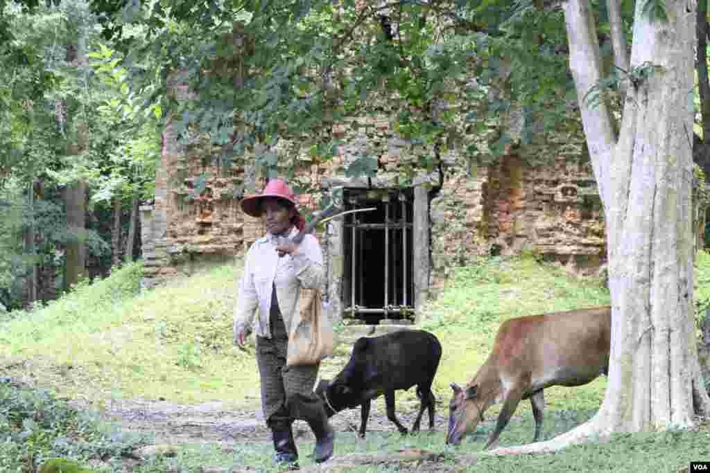 &nbsp;ផល ម៉ៅ​ វ័យ​៤៨ឆ្នាំ​ ជា​ប្រជាពលរដ្ឋ​ក្នុង​តំបន់​ប្រាសាទ​សំបូរ​ព្រៃ​គុក​។ គាត់​មាន​មុខរបរ​ជា​អ្នក​​ឃ្វាល​គោ​ ​ឲ្យ​ស៊ី​ស្មៅ​ក្នុង​បរិវេណ​តំបន់​ប្រាសាទ​ ដែល​ជួយ​គាត់​ឲ្យ​រក​ចំណូល​បាន​៣០​ម៉ឺន​រៀល​ក្នុង​មួយ​ខែ​ ថត​នៅ​ថ្ងៃទី១៣ ខែ​កក្កដា ឆ្នាំ២០១៧។ (ស៊ុន ណារិន/VOA)