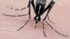 FILE - The Asian tiger mosquito.